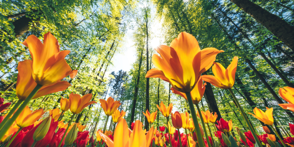 Primavera da Alma
