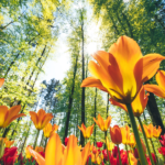 Primavera da Alma